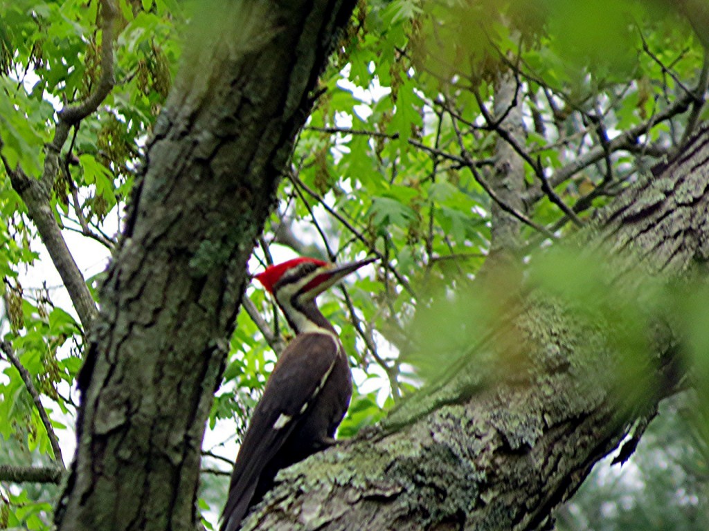 Pileated Woodpecker - Mark Danforth