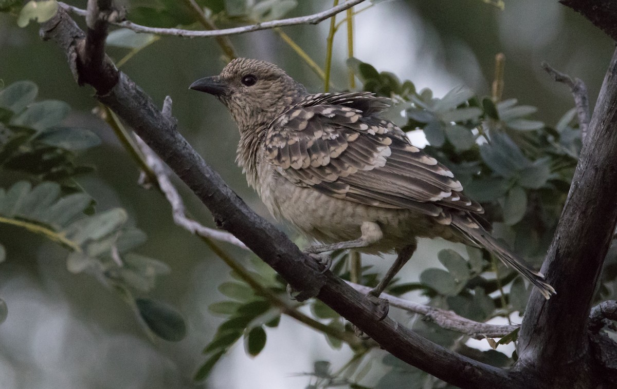 Spotted Bowerbird - ML588999811