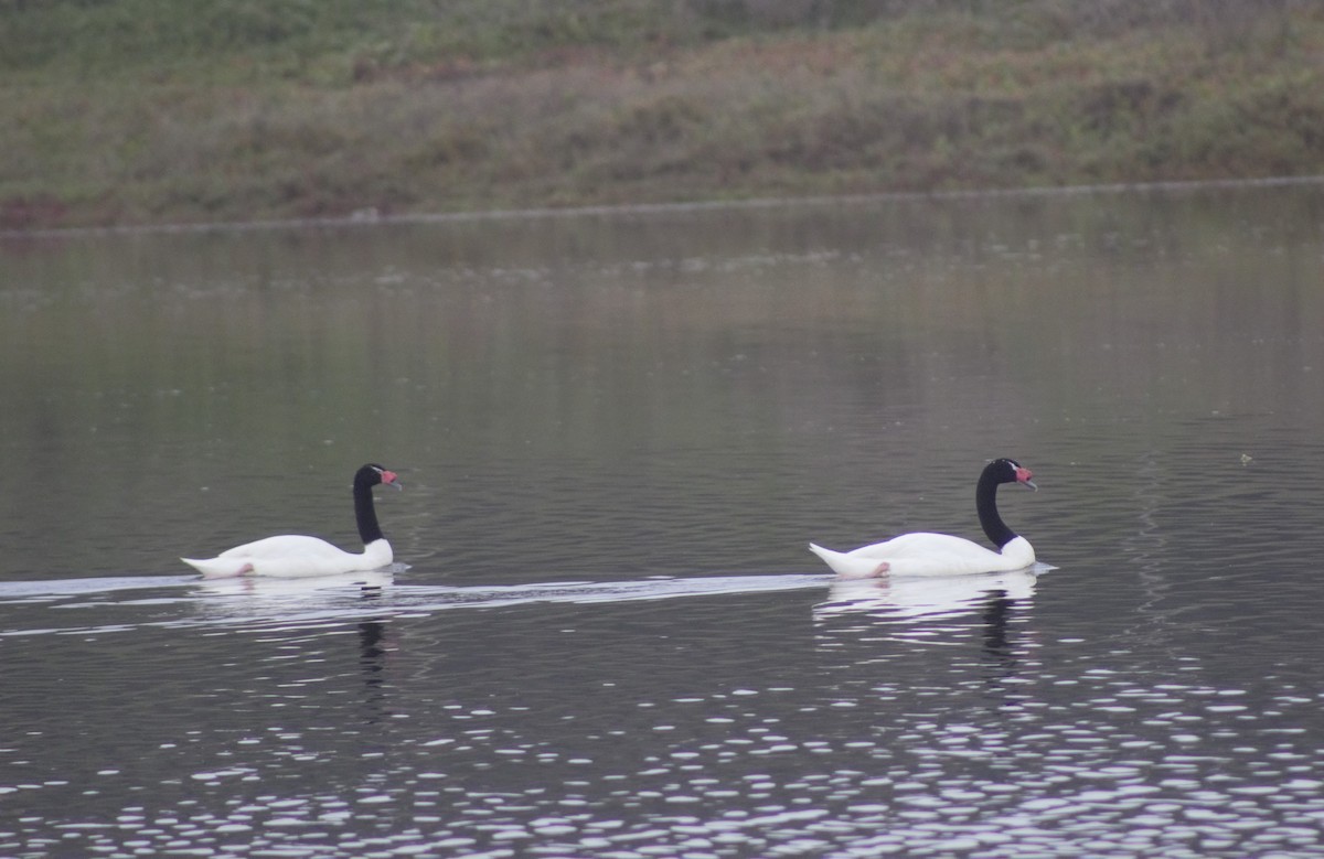 Black-necked Swan - ML589000991