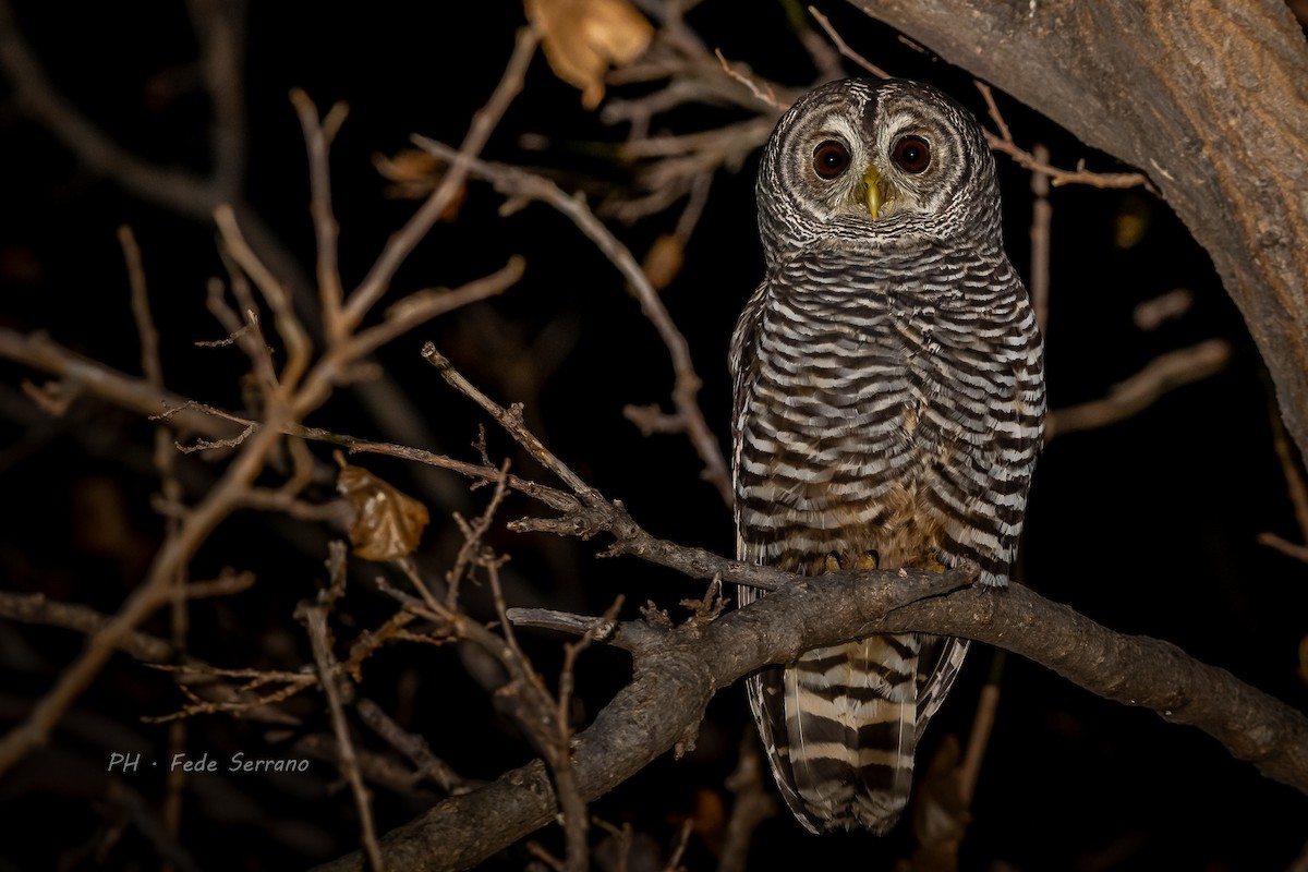 Chaco Owl - ML589002721