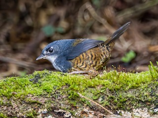  - White-breasted Tapaculo