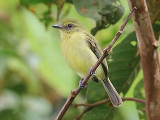  - Olive-faced Flatbill