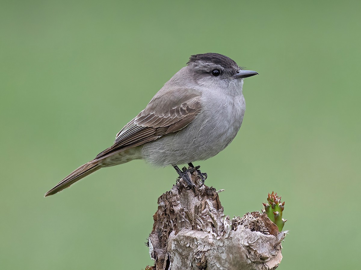 Crowned Slaty Flycatcher - Empidonomus aurantioatrocristatus