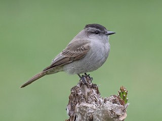  - Crowned Slaty Flycatcher