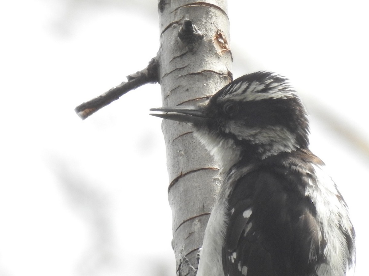 Hairy Woodpecker - John Hanna