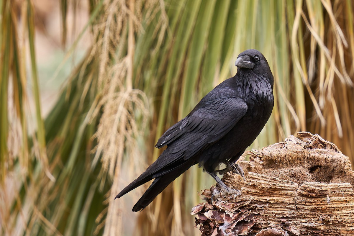 Common Raven - ML589008541