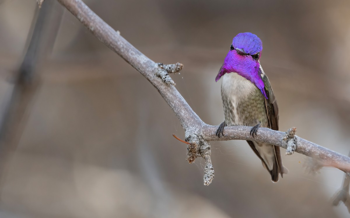 Costa's Hummingbird - Mason Maron