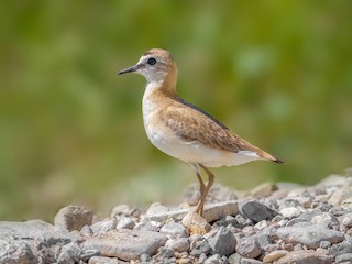  - Mountain Plover