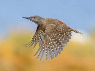  - Ground Woodpecker