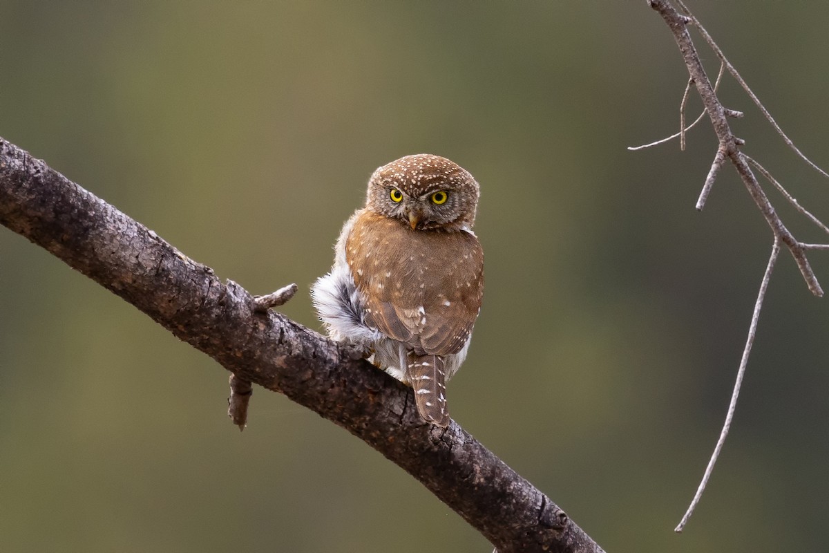 Northern Pygmy-Owl - ML589012371