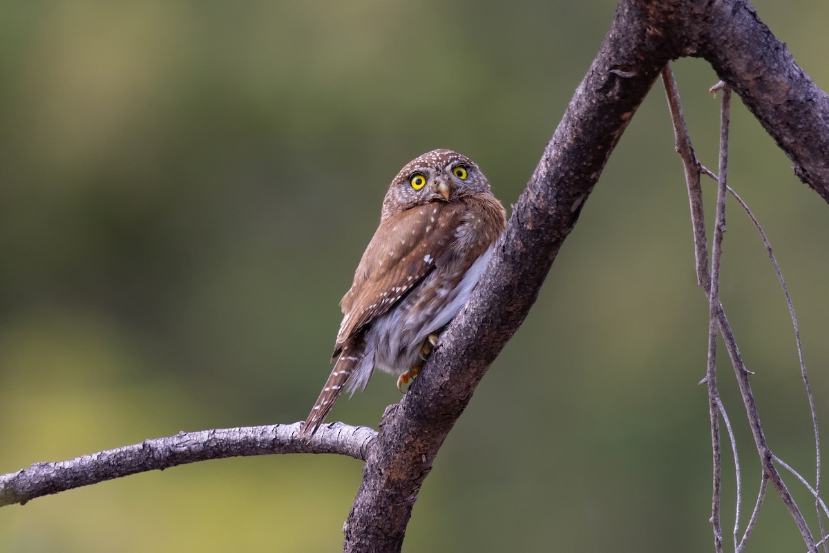 Northern Pygmy-Owl - ML589012381
