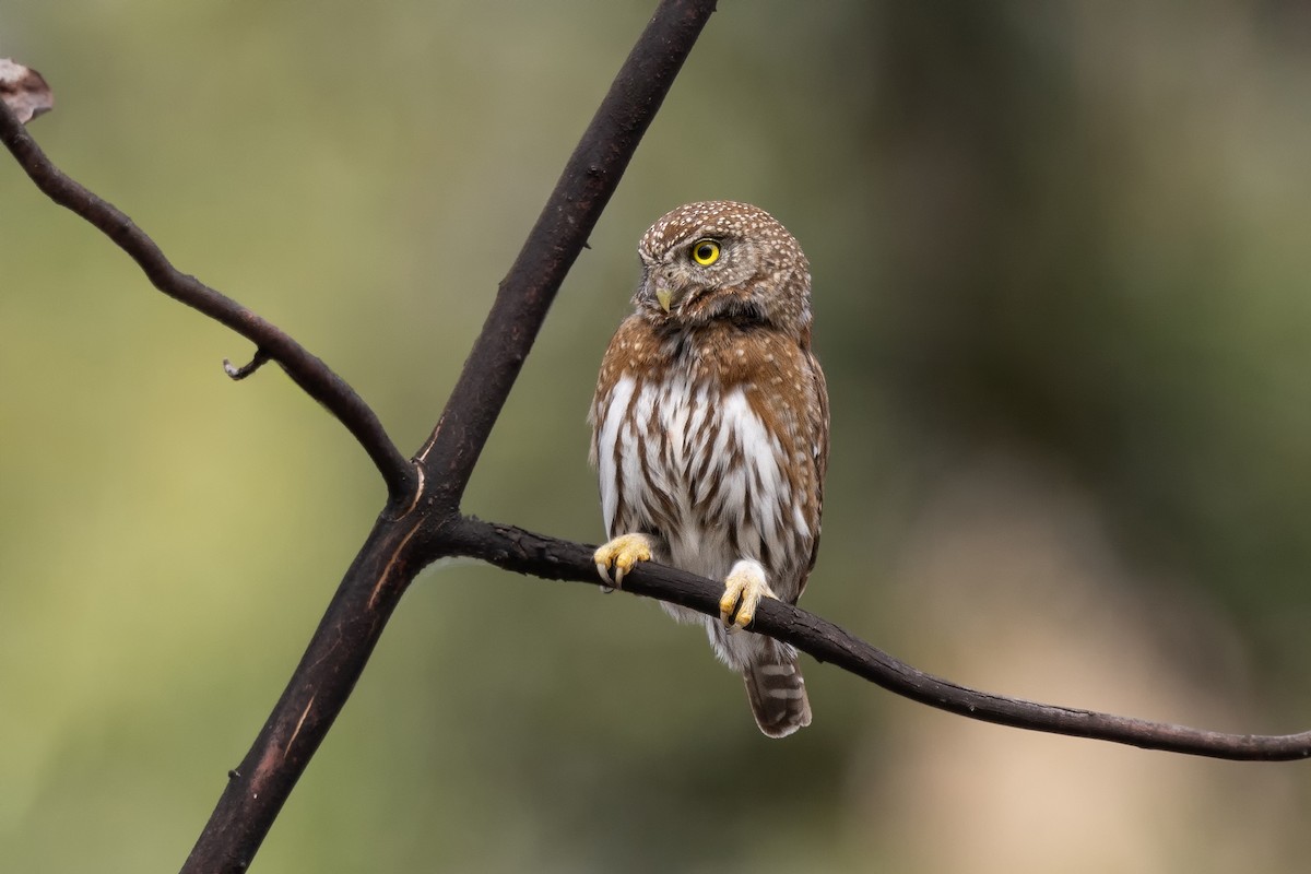Northern Pygmy-Owl - ML589012401