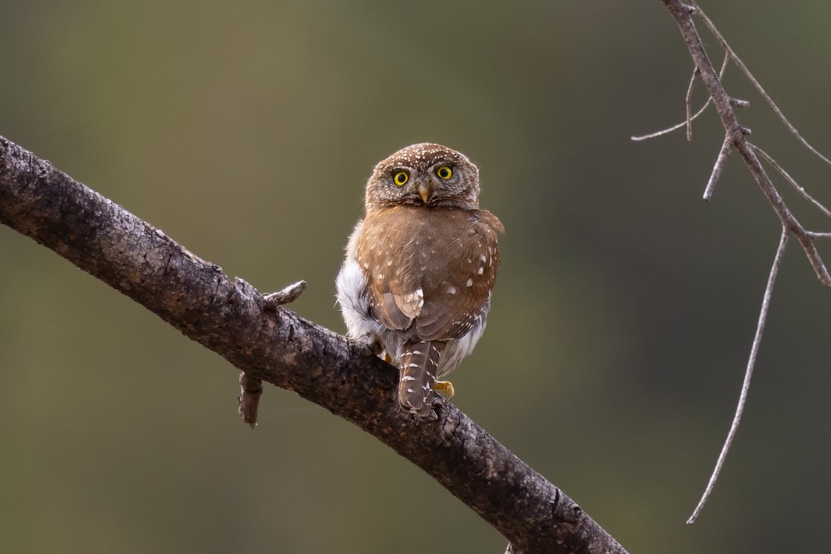 Northern Pygmy-Owl - ML589012421