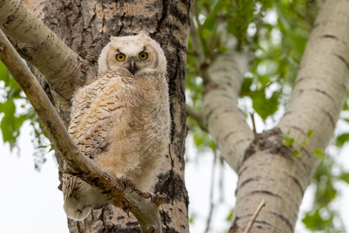 Great Horned Owl - ML589012491