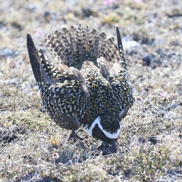 Definitive Alternate Male American Golden-Plover. - American Golden-Plover - 