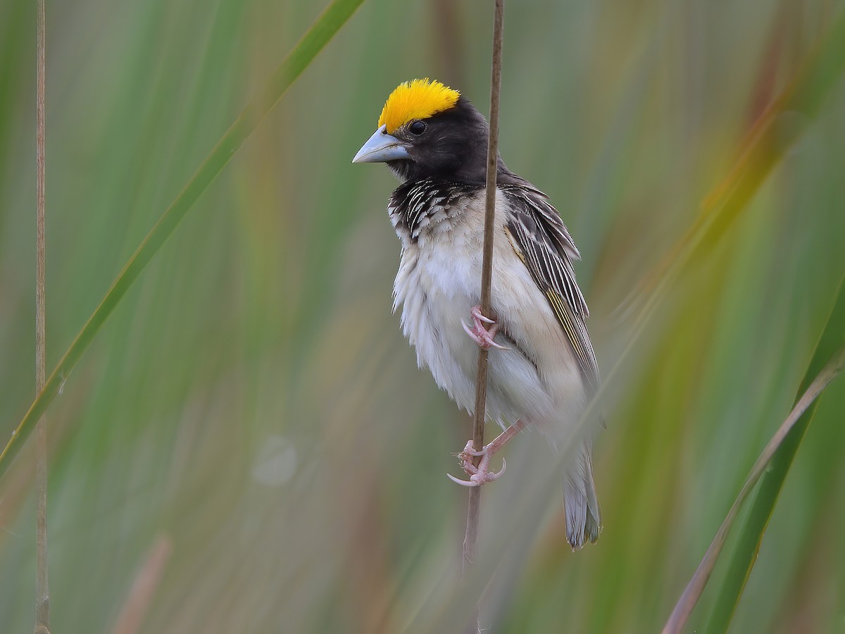 Black-breasted Weaver - Ploceus benghalensis - Birds of the World