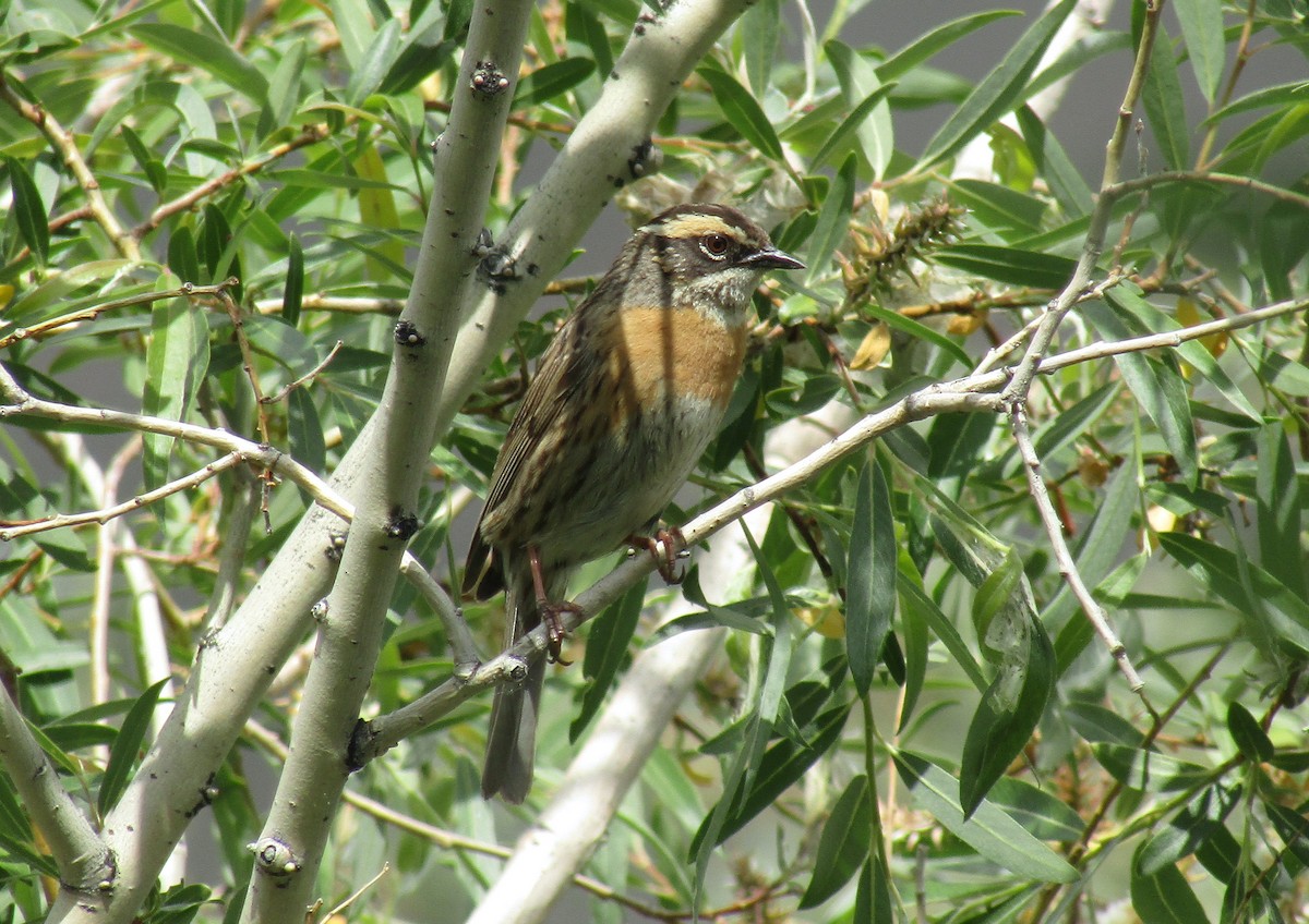 Rufous-breasted Accentor - ML589015701