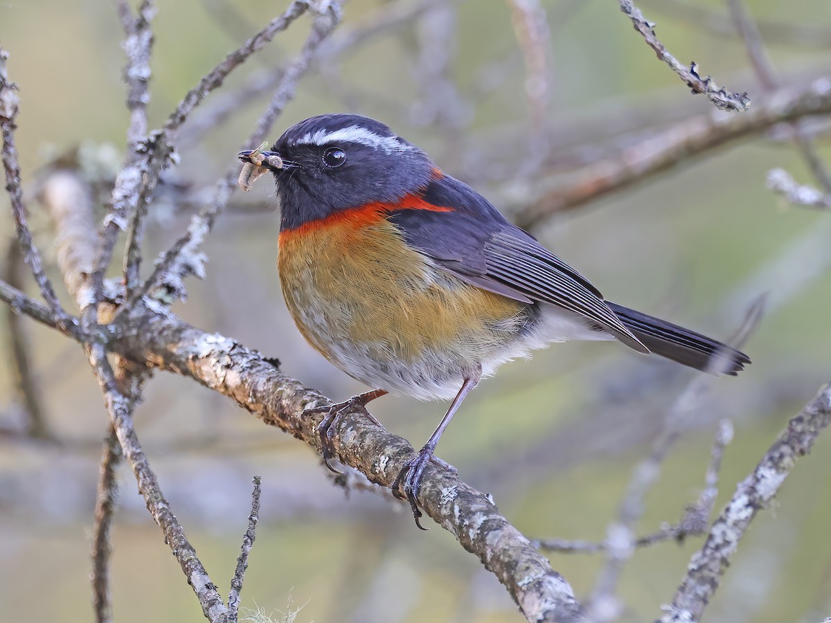 Collared Bush-Robin - Tarsiger johnstoniae - Birds of the World