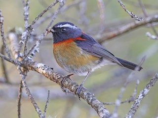  - Collared Bush-Robin