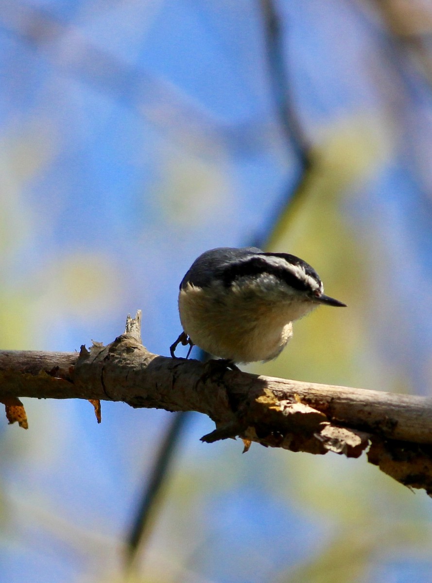 Red-breasted Nuthatch - Brynja Davis