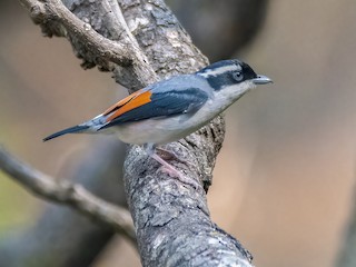  - White-browed Shrike-Babbler (Himalayan)