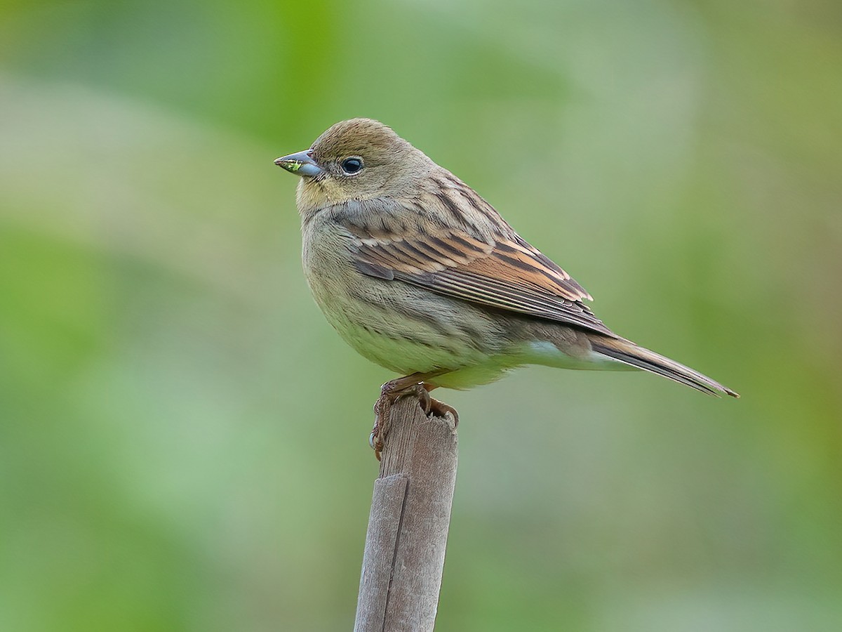 Yellow Bunting - Emberiza sulphurata - Birds of the World