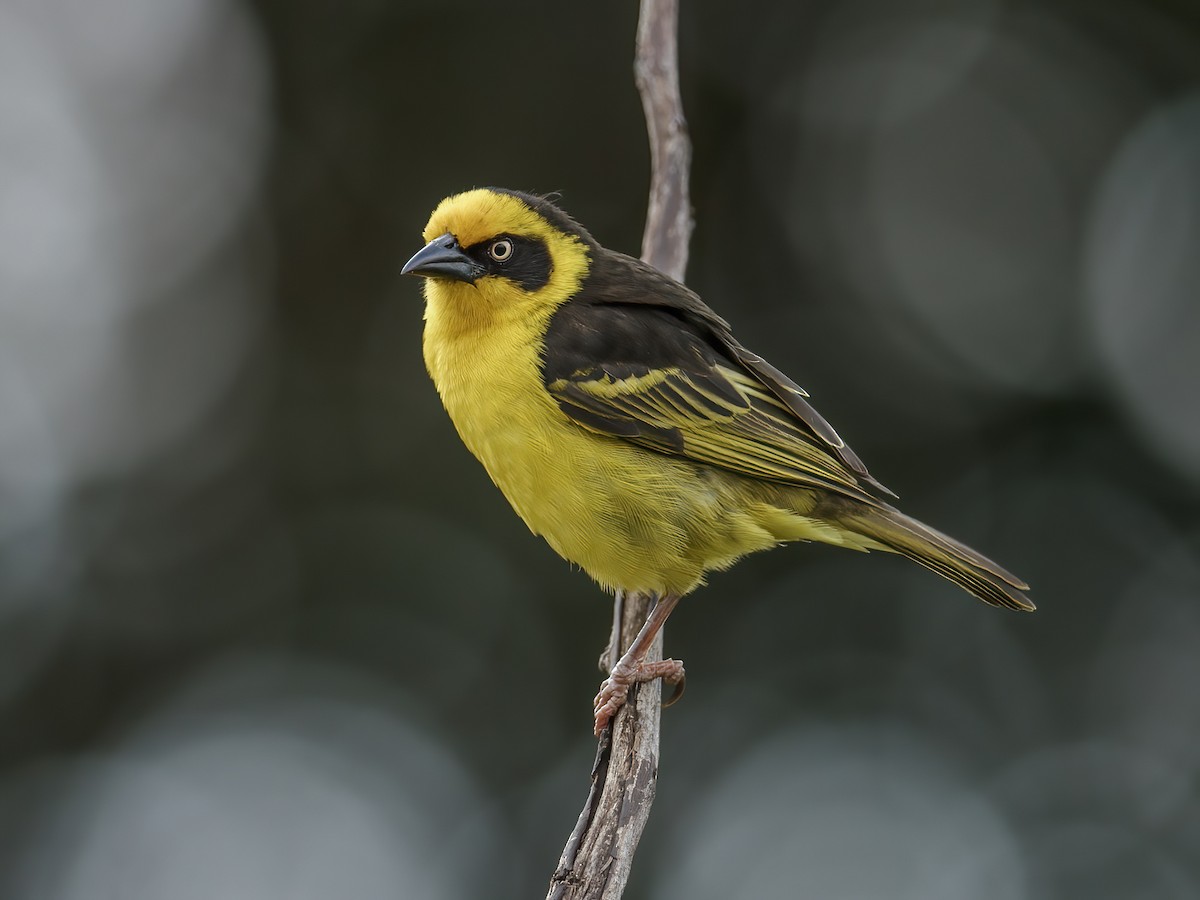 Qizni dostiga sotdi (rus pornosi)