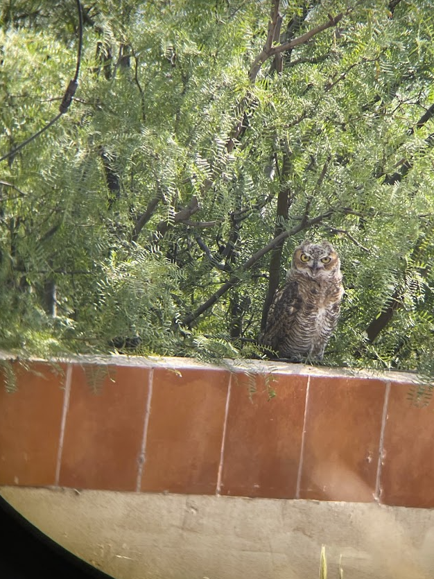 Great Horned Owl - ML589022951