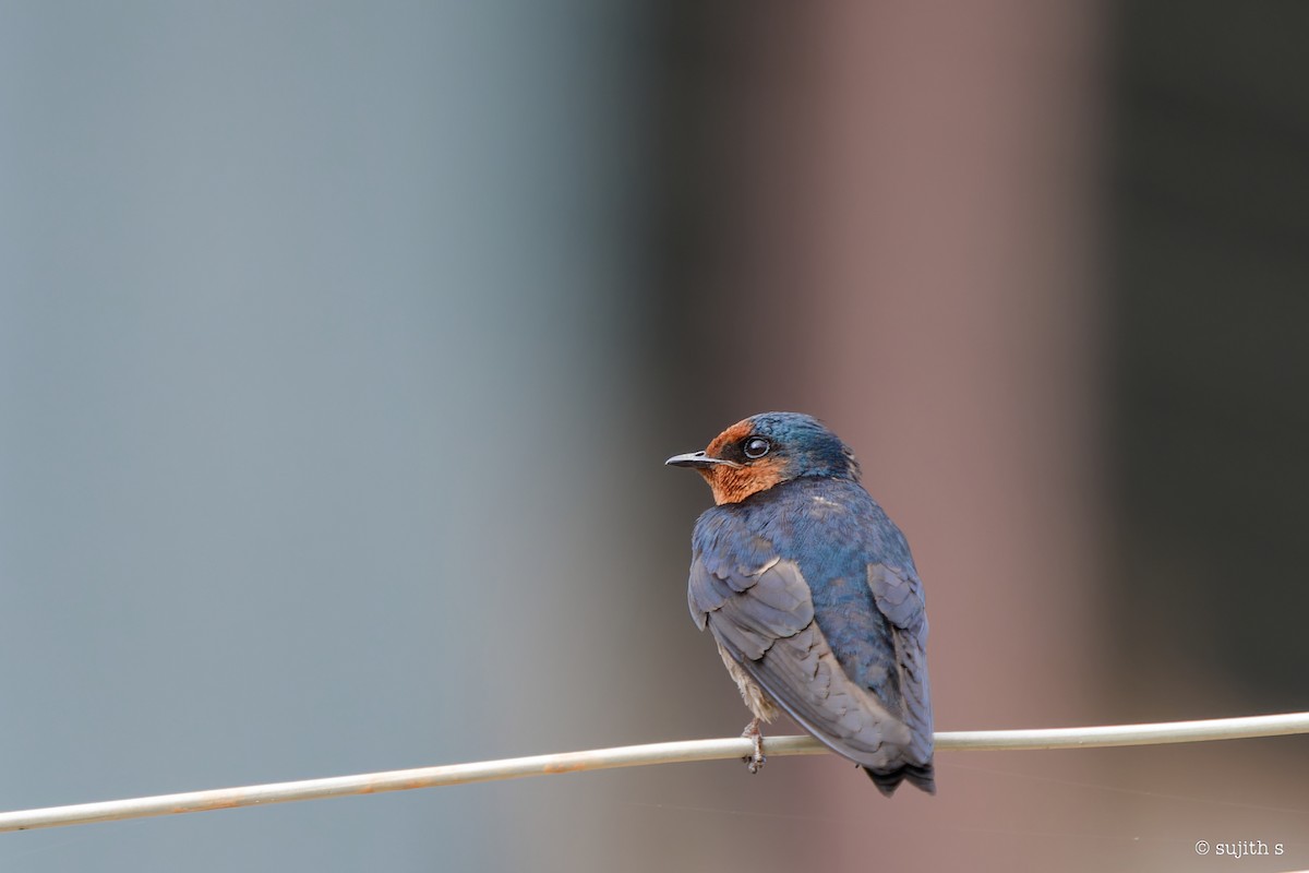 Hill Swallow - Sujith S