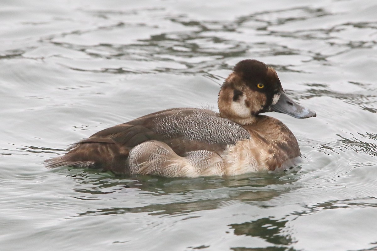 Greater Scaup - ML589025321