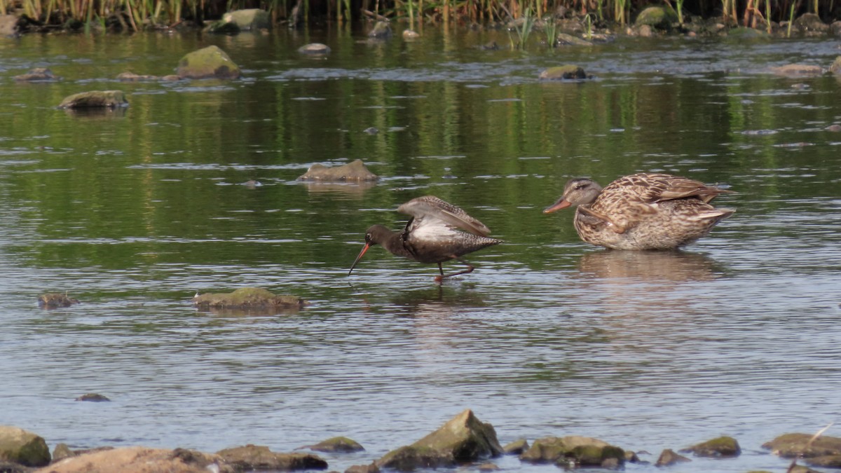 Spotted Redshank - ML589028911