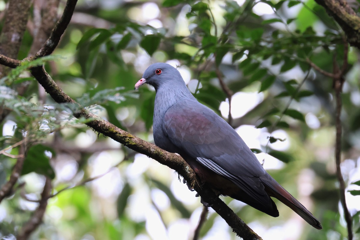 New Caledonian Imperial-Pigeon - ML589032591
