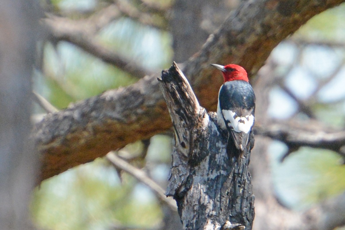 Red-headed Woodpecker - Marie O'Neill