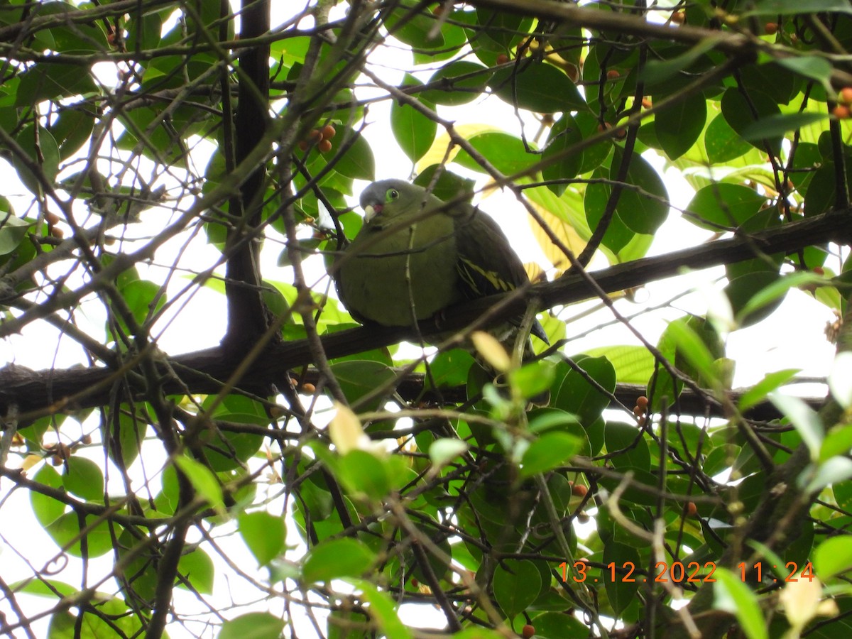Thick-billed Green-Pigeon - ML589045731