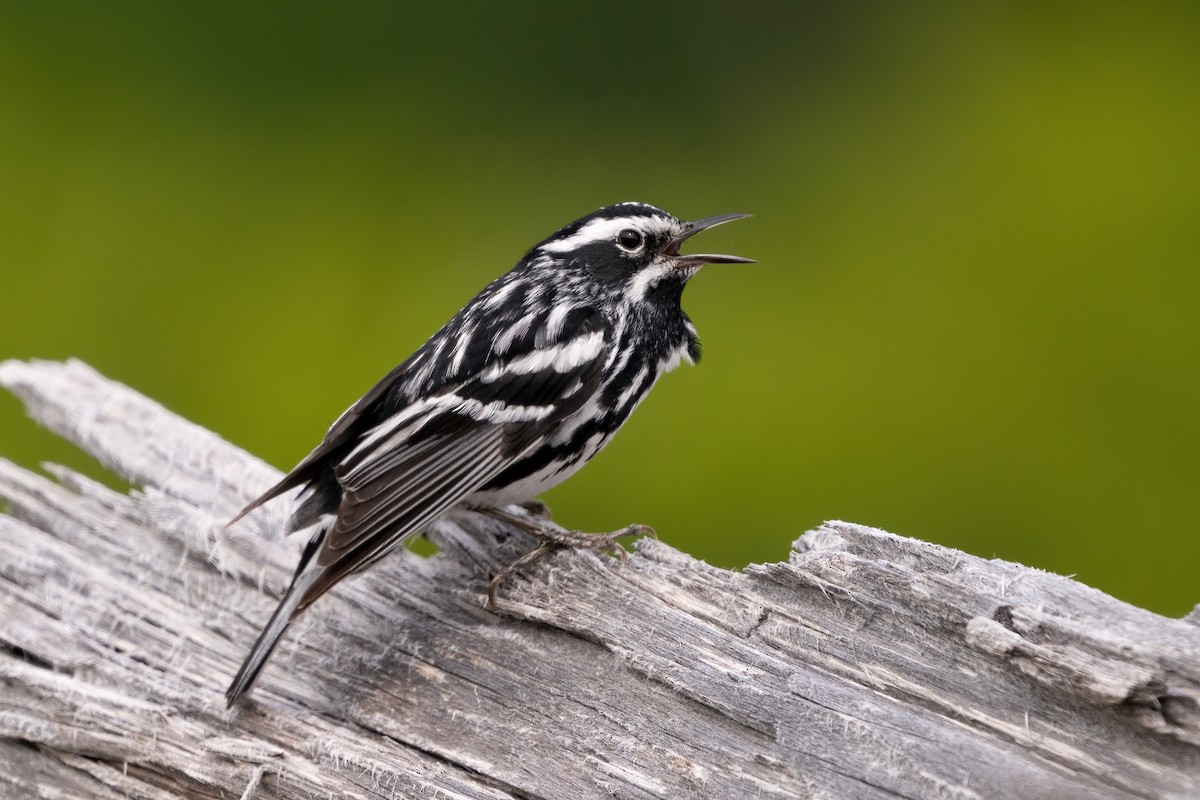 Black-and-white Warbler - Alicia Ambers