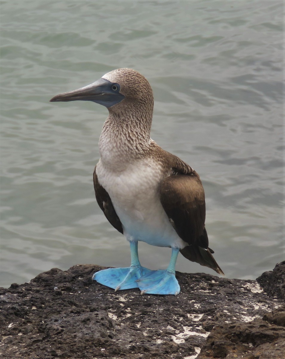 Blue-footed Booby - ML589050931