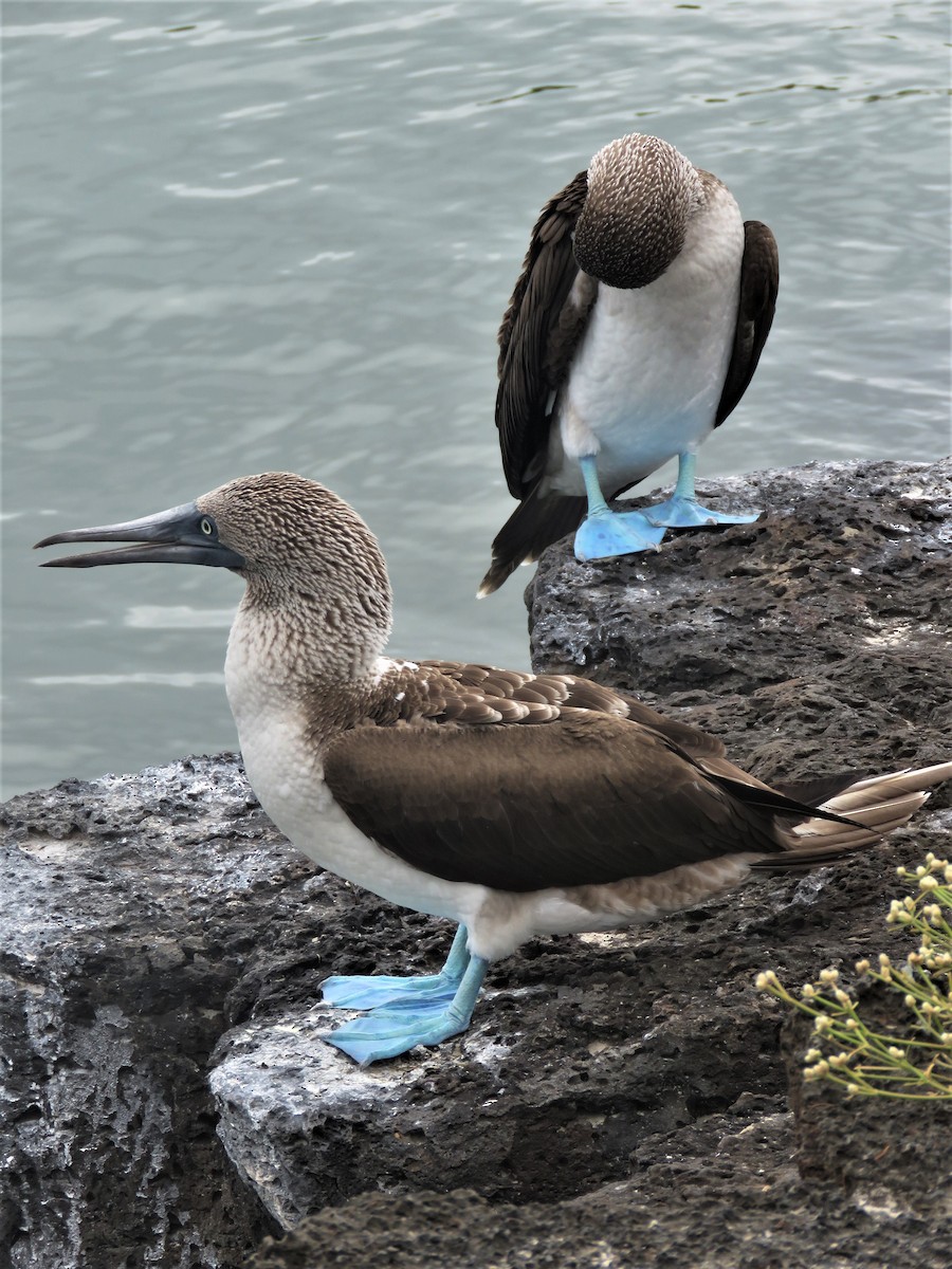 Blue-footed Booby - ML589050941