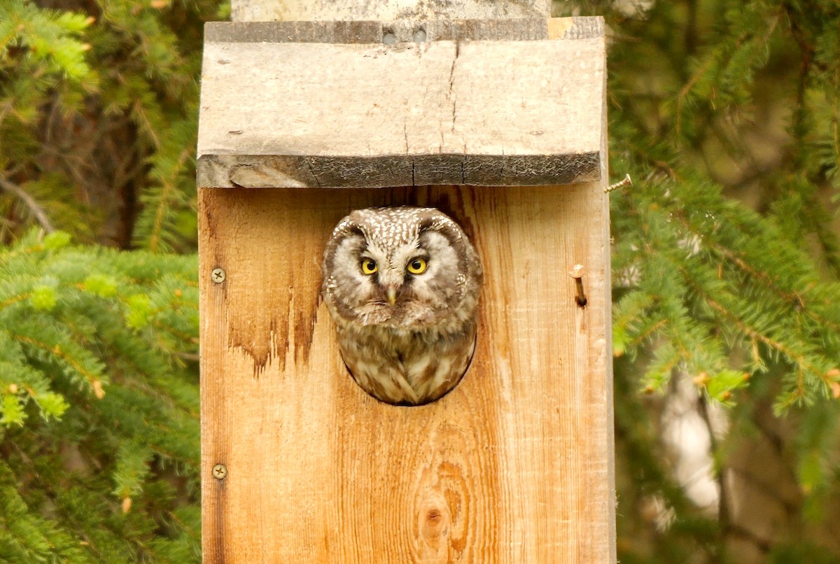 Boreal Owl - ML589051001