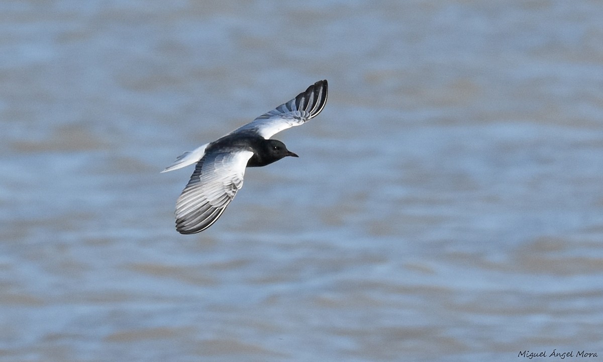 White-winged Tern - ML589052271