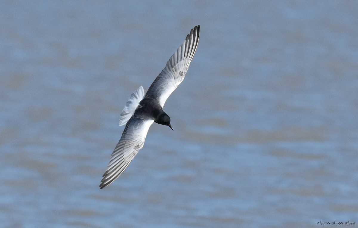 White-winged Tern - ML589052281