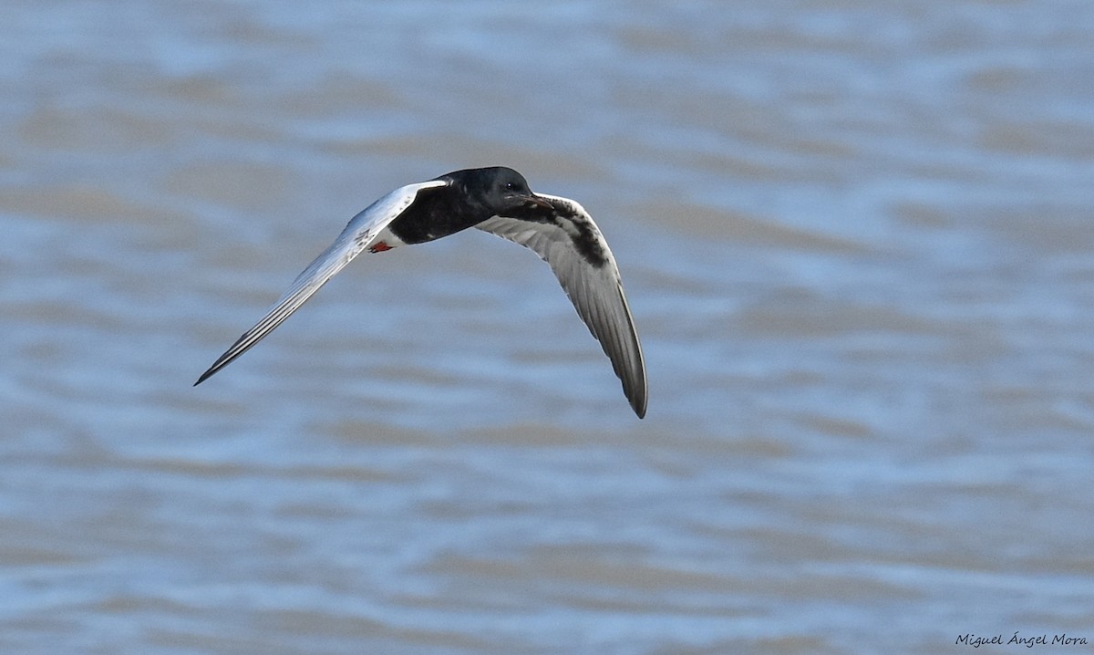 White-winged Tern - ML589052291