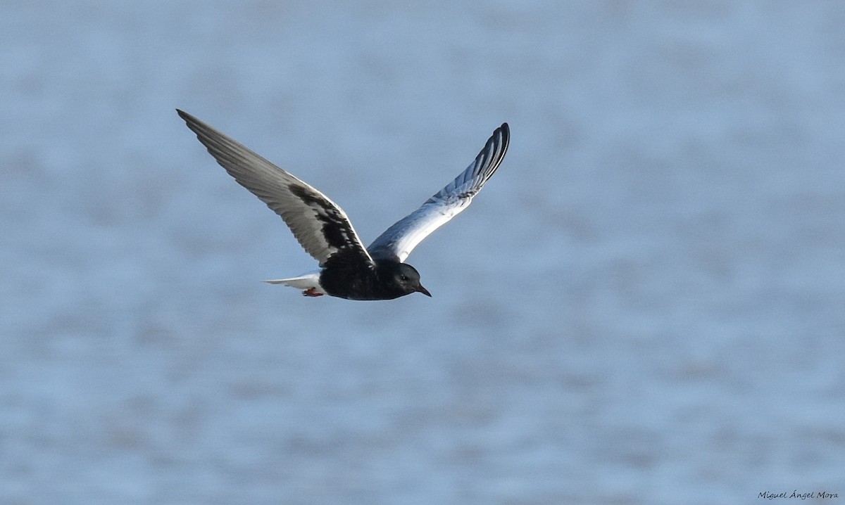 White-winged Tern - ML589052311