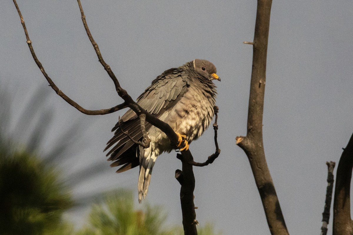 Band-tailed Pigeon - ML589052771