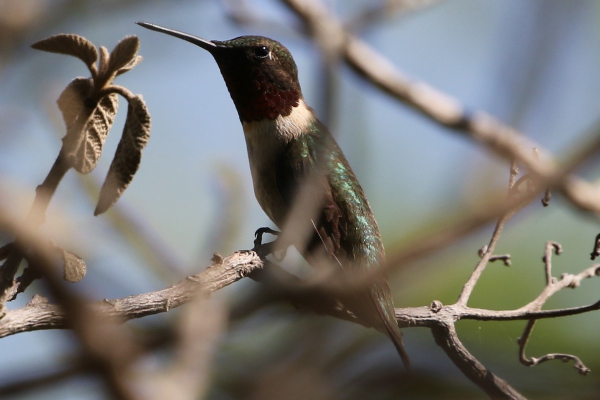 Black-chinned Hummingbird - ML589058221