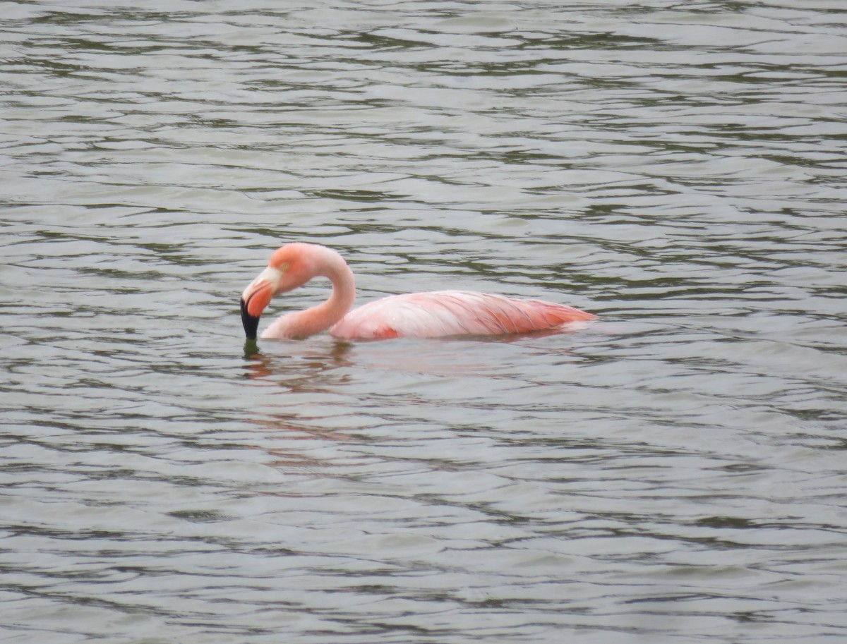 American Flamingo - Eric van den Berghe