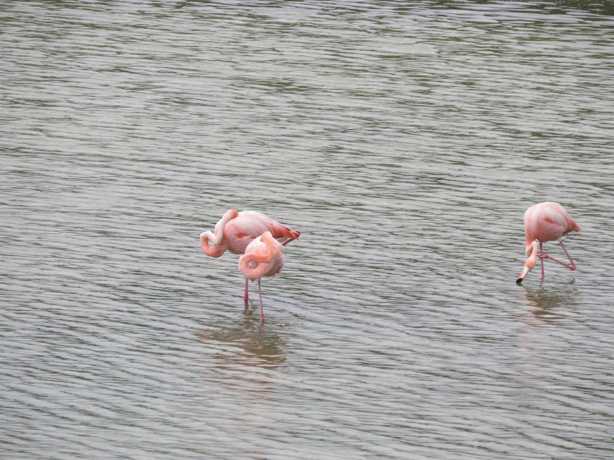 American Flamingo - ML589060901