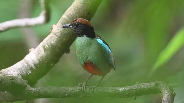  - Western Hooded Pitta