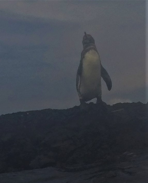 Galapagos Penguin - ML589061241