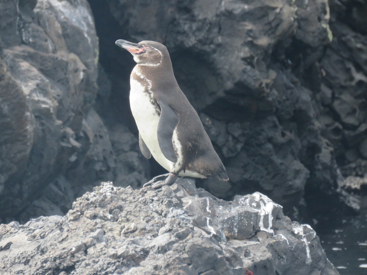 Galapagos Penguin - ML589061251