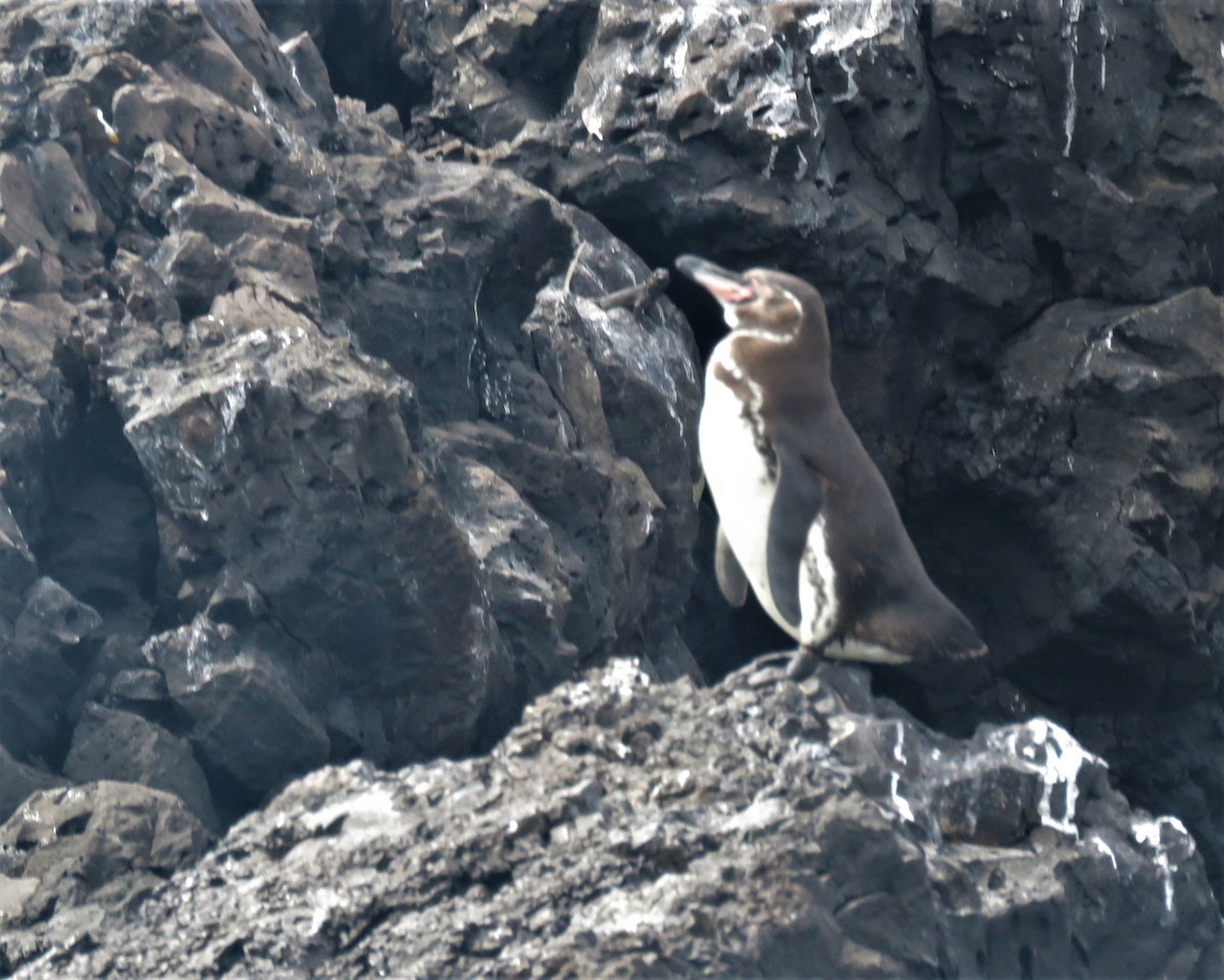 Galapagos Penguin - Eric van den Berghe